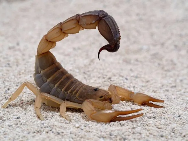 Gulf Thick-tailed Scorpion